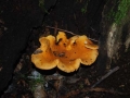 Il giallo dei funghi (R. Nevola)